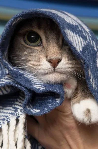 O gato é embrulhado em uma planície quente e apenas um olho é visível. Pet está preparado para o outono e inverno. Close-up. — Fotografia de Stock