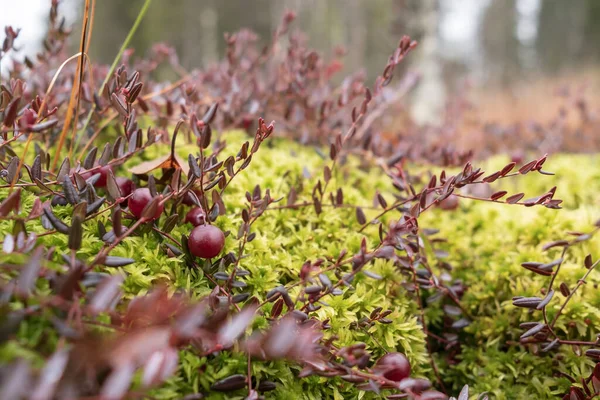 Rijp rode veenbes groeien in mos in een moeras, tegen een wazig bos achtergrond. Oogst nuttige bessen. — Stockfoto