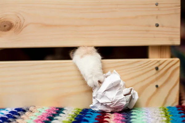 Feline tass sticker ut ur en skåra i en trälåda och försöker få en klump papper. Spel och nöjen med husdjur. — Stockfoto