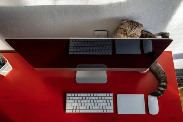 Uroczy kot ukrył się za komputerem, na pulpicie, gdzie znajduje się klawiatura, touchpad i mysz. Nowoczesna koncepcja stylu życia. — Zdjęcie stockowe