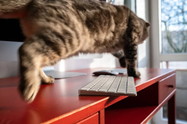 Yaramaz kedi masaüstünde koşar ve klavyeyi düşürebilir, ki o da tehlikeli bir şekilde masanın kenarına yatar. Alete karşı dikkatsiz tavır.. — Stok fotoğraf