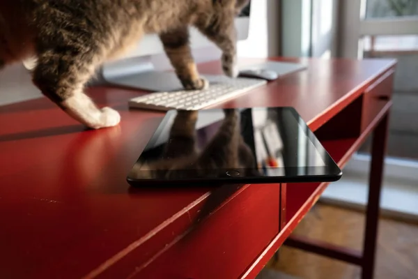 Eine verschmitzte Katze geht auf einen Arbeitstisch, an dessen Rand ein Teller liegt und fallen kann. Unachtsamer Umgang mit dem Gerät. — Stockfoto