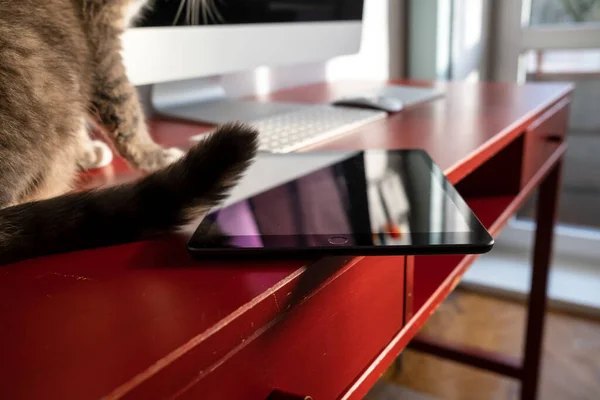 Die Katze sitzt auf dem Arbeitstisch neben dem Tablet, das gefährlich am Rand liegt und herunterfallen kann. Unachtsamer Umgang mit dem Gerät. — Stockfoto