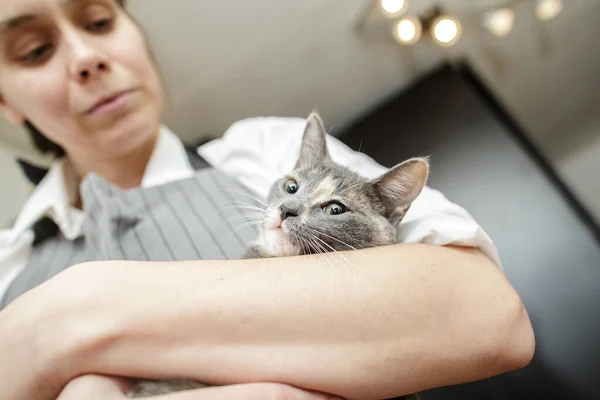 Lugn katt ligger i armarna på en kvinna i ett förkläde. Pet krävde uppmärksamhet och ägaren kramade honom. — Stockfoto