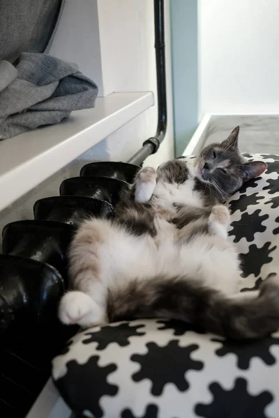 Gato dorme engraçado perto de um radiador quente, no inverno frio, na casa. Pet fica relaxado em suas costas, em um travesseiro macio. — Fotografia de Stock