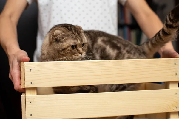 Lustige Scottish Fold Katze steht in einer Holzkiste, die von einer Frau gehalten wird. Konzept der Spiele mit Haustieren. Besitzer unterhält sein geliebtes Tier. — Stockfoto