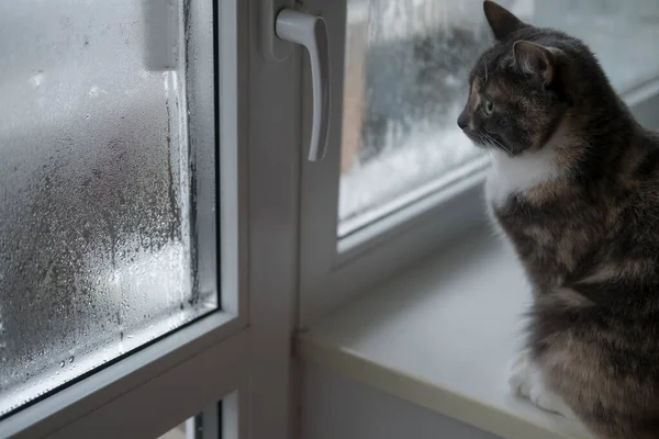 Kočka sedí na parapetu a dívá se do okna s kondenzací na dvojskle zaskleném okně. Problémové zasklení s mlhou. — Stock fotografie