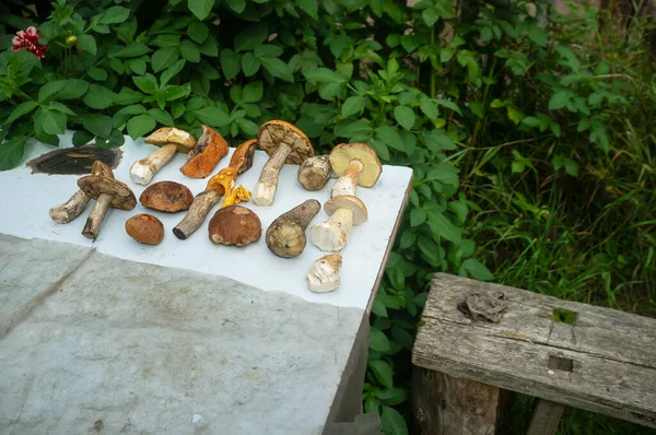 Champignons comestibles collectés se trouvent sur la table dans la cour du village. — Photo