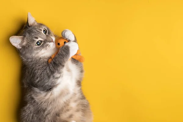 Adorável gato abraça seu brinquedo de malha, deitado sobre um fundo amarelo. Espaço de cópia. — Fotografia de Stock