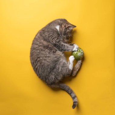 Kedi, sarı arka planda örülmüş bir Noel oyuncağıyla oynuyor. Evcil hayvan yaşam tarzı ve eğlence. Üst görünüm. 