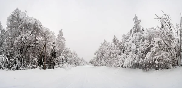 Country road cleared of snow, snowdrifts and a snow-covered forest along the sides, on a winter day. Magnificent village landscape. — Stock Photo, Image