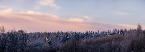 Beautiful winter landscapes. Snow-covered forest against the sky, at sunset. Panorama. — Stock Photo, Image