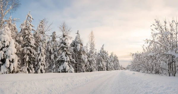 Country road, cleared of snow, passes through a beautiful snow-covered forest, on a frosty winter evening. Wonderful village landscape. — Stock Photo, Image