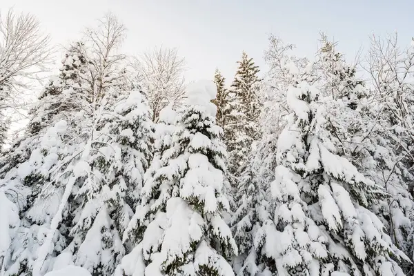 Wonderful snow-covered forest on the background of the sky on a winter day. Beautiful spruce trees in the snow. Bottom view. — Stock Photo, Image