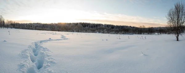 Human footprints in deep snowdrifts, on a snow-covered meadow, against the background of a forest, sky and sunset. Winter village landscape. — Stock Photo, Image