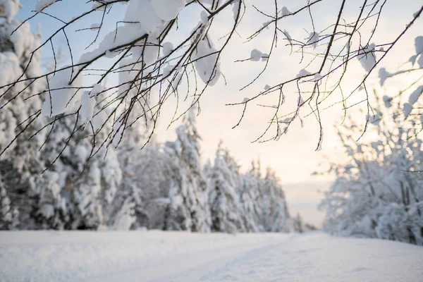 Snowy branches of trees, against a blurred background of a road cleared from snowdrifts, a forest covered with snow and a sky. — Foto Stock