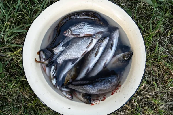 Peixe recém-capturado encontra-se em uma tigela, com água, na grama, ao ar livre. Vista superior. — Fotografia de Stock