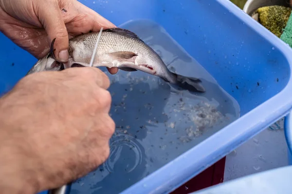Mãos masculinas limpas peixe fresco capturado com uma faca, sobre uma bacia de água. Processo de cozedura. — Fotografia de Stock