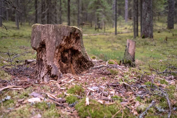 Stary zgniły kikut zjedzony przez owady i zwierzęta, wśród kory i wiórów, na rozmazanym tle lasu, latem. — Zdjęcie stockowe