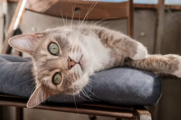 Tevreden kat ligt ontspannen op een kussen en ziet er met mooie groene ogen, koesteren in de stralen van de zomerzon, op het balkon. — Stockfoto