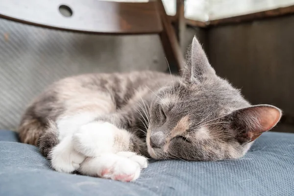 Pequeno gato dorme em um travesseiro macio na varanda, em um dia quente de verão. — Fotografia de Stock