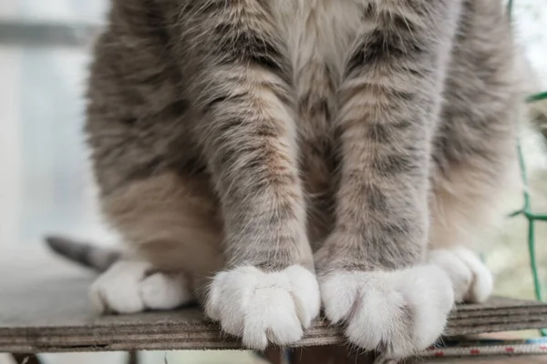 Lindas e suaves patas de um gato que se senta em uma prateleira de madeira, em uma varanda em um dia de verão. — Fotografia de Stock