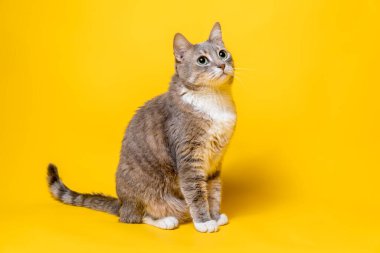 Sevimli kedi başıyla ilgileniyor gibi görünüyor. İzole edilmiş, sarı arka planda..