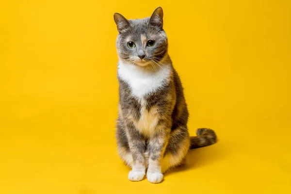 Roztomilý okouzlující kočka sedí klidně a dívá se zamyšleně před sebe. Zvířecí portrét. Žluté pozadí. — Stock fotografie