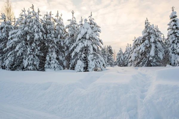 Wonderful winter landscape. Beautiful snowy forest against the sky on a winter evening. Snow-covered firs at sunset. — Stock Photo, Image