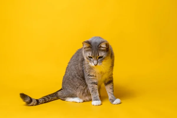 Kedi biraz korkmuş görünüyor, ama merak ve ilgiyle. İzole edilmiş, sarı arka planda.. — Stok fotoğraf