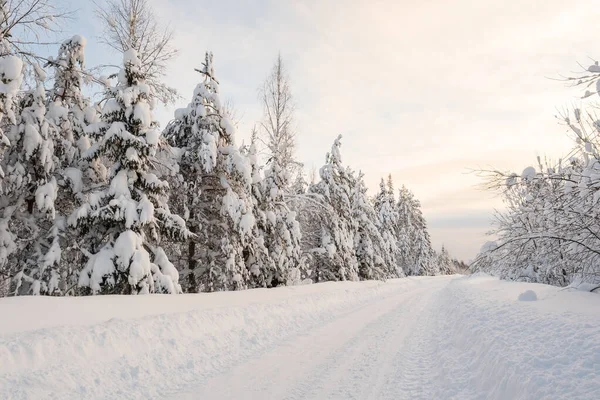 Country road, cleared of snow, passes through a beautiful snow-covered forest, on a frosty winter evening. Wonderful village landscape. — Stock Photo, Image