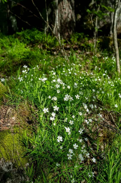 Piękne małe białe kwiaty kwitnące w trawie w słońcu, w lesie. — Zdjęcie stockowe
