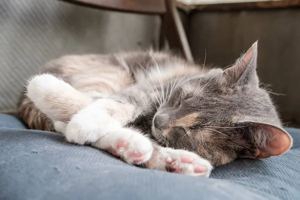 Petit chat dort sur un oreiller doux sur le balcon, par une chaude journée d'été. — Photo