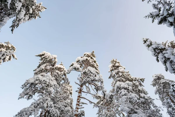 Beautiful snow-covered tops of pines and firs, against the blue sky on a sunny frosty winter day. Copy space. — Stock Photo, Image