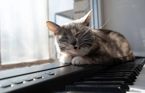 Gato encantador jaz no piano com os olhos fechados e canta, ao sol quente. — Fotografia de Stock