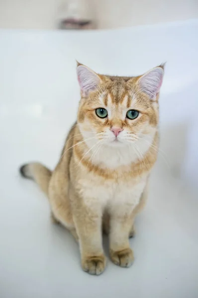 Sad cat sits in a bath and looks anxiously with its green eyes. — Stock Photo, Image