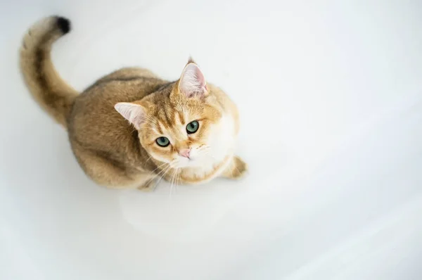O gato bonito senta-se em uma banheira branca e olha com interesse com seus olhos verdes. Espaço para cópia. Vista superior. — Fotografia de Stock