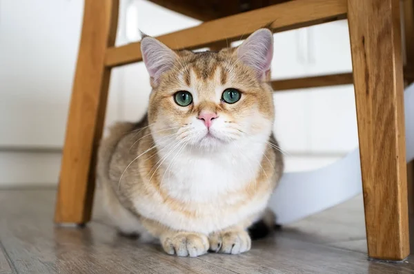 Hermoso gato se sienta debajo de una silla y mira fijamente con sus ojos verdes. — Foto de Stock