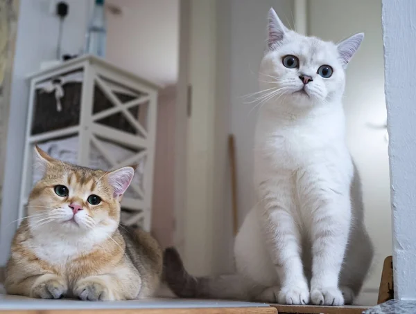 귀여운 고양이 두 마리가 관심을 가지고 지켜보고 있고, 한 마리는 바닥에 누워 있고, 다른 한 마리는 실내에 앉아 있습니다. 애완 동물의 우정적 인 생활. — 스톡 사진