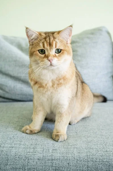 Ciddi kedi yumuşak bir kanepede oturur ve endişeyle, merakla, yeşil gözleriyle bakar. — Stok fotoğraf