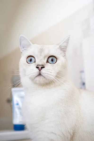 Gato atordoado fica chocado e olha com grandes olhos azuis, em um fundo borrado. — Fotografia de Stock