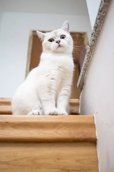 Charming, funny cat sits on the top step of the stairs and looks into the camera with interest, indoors. — Stock Photo, Image