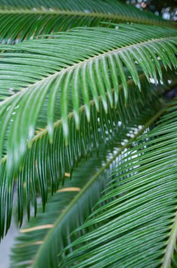 Bir serada, kıvrımlı güzel palmiye yaprakları. 