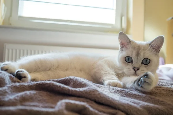 Gato bonito descansa relaxado na cama e olha com interesse com seus olhos azuis, contra o pano de fundo de um interior de casa. — Fotografia de Stock