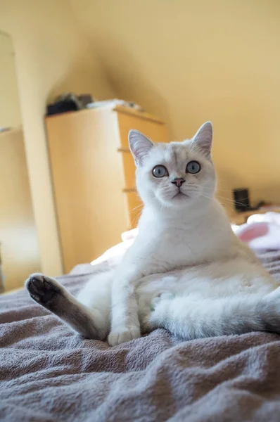 Vicces, bájos macska ül egy furcsa helyzetben az ágyon, és belenéz a kamerába. — Stock Fotó