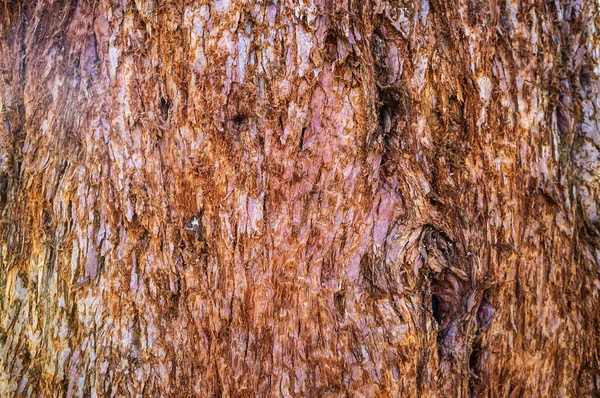 Close-up of the bark of a tree trunk. Textured natural background. Copy space. — Stock Photo, Image