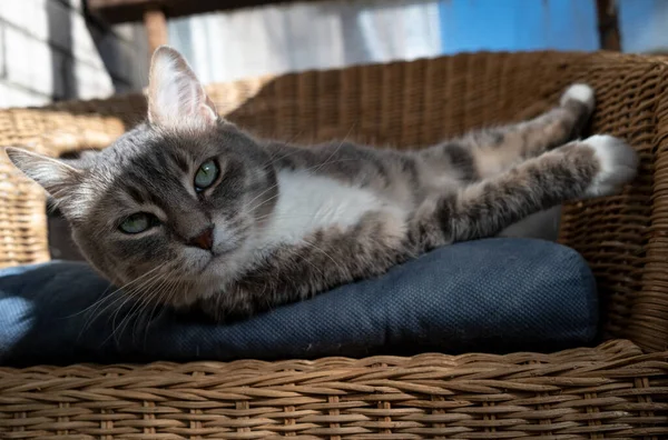 고양이는 방석 의자에 베개를 놓고 쉬고 있으며 봄 햇살을 받아 아름다운 녹색 눈으로 진지하게 보고 있다.. — 스톡 사진