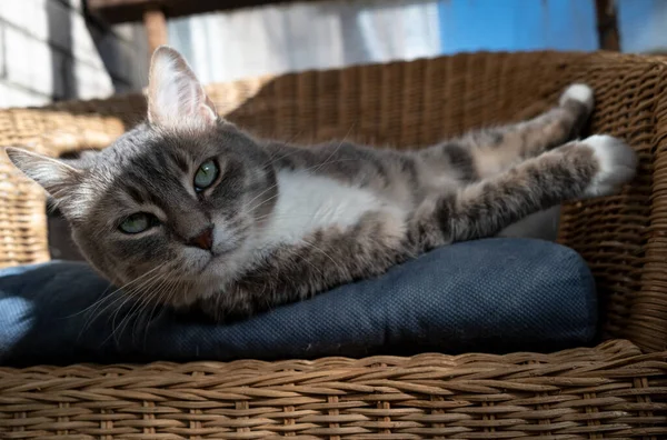 Macska pihen egy párnán egy rattan karosszékben, és komolyan néz ki, gyönyörű zöld szemekkel a tavaszi nap sugaraiban. — Stock Fotó