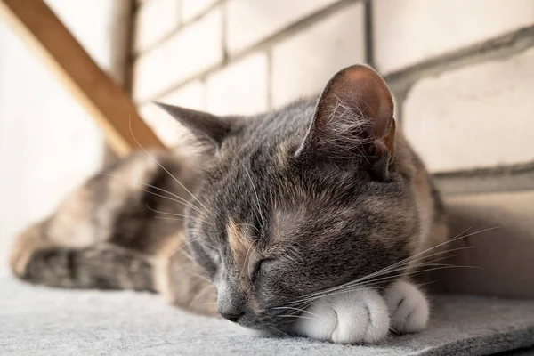 暖かい春の日、バルコニー、レンガの壁に対するフェルトベッドでかわいい猫は眠る. — ストック写真