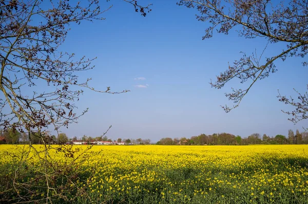 Magnifique vue sur le champ avec de la moutarde à fleurs. Fleurs jaunes de sinapis, utilisées comme engrais vert en agriculture. — Photo